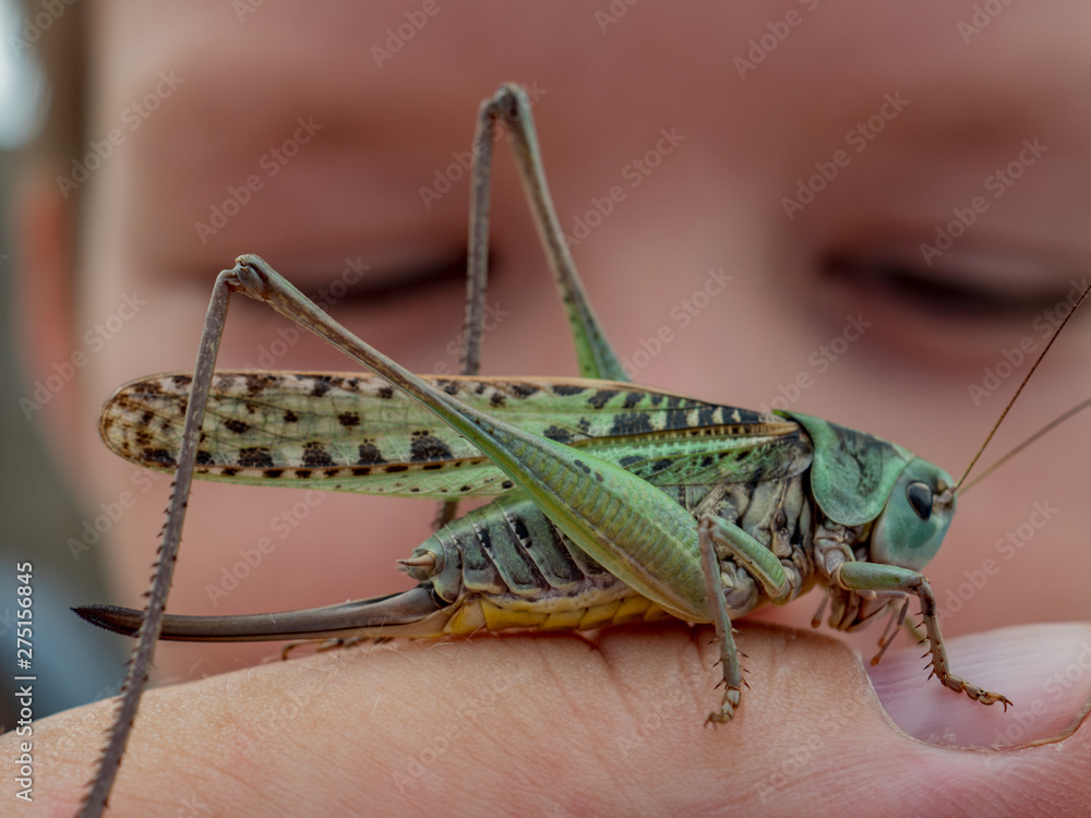 Fototapeta premium Locust, Lat. Melonoplus femur-rebrum.Green large grasshopper sits on his hand, does not fly away