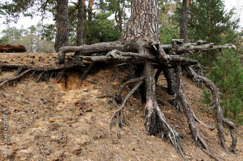 The trunk of a spruce tree with large open roots