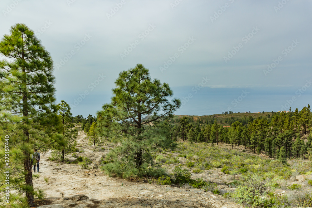 Stony path at upland surrounded by pine trees at sunny day. Clear blue sky and some clouds along the horizon line. Rocky tracking road in dry mountain area with needle leaf woods. Tenerife