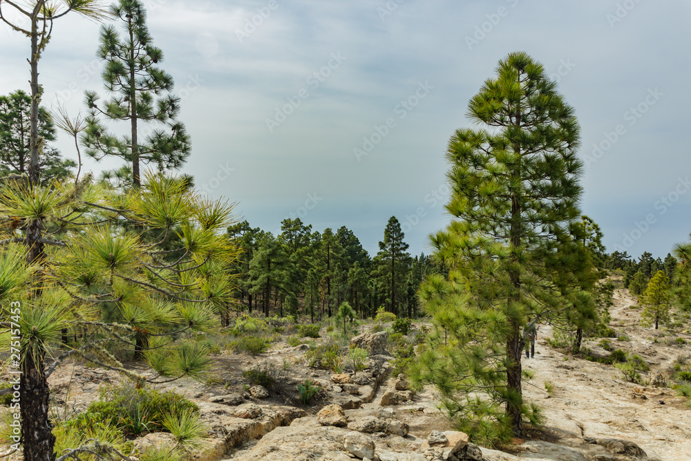 Stony path at upland surrounded by pine trees at sunny day. Clear blue sky and some clouds along the horizon line. Rocky tracking road in dry mountain area with needle leaf woods. Tenerife