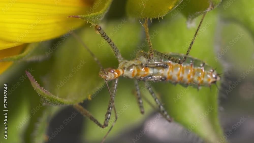 Steady, close up shot of an orange phyllium on leaves. Steady, close up shot of an orange phyllium on leaves.