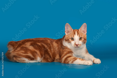 Red, small kitten Bobtail on blue background