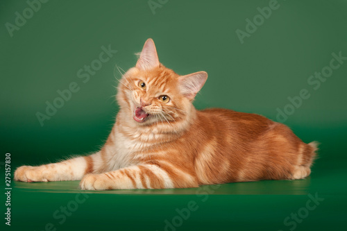 Red, small kitten Bobtail on green background