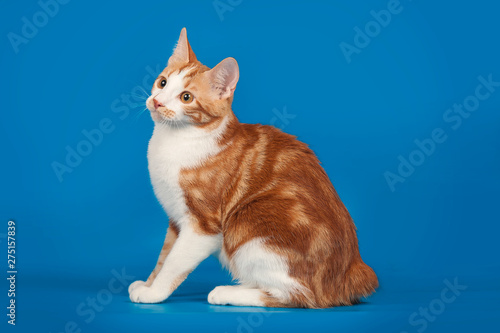 Red, small kitten Bobtail on blue background