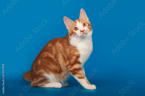 Red, small kitten Bobtail on blue background