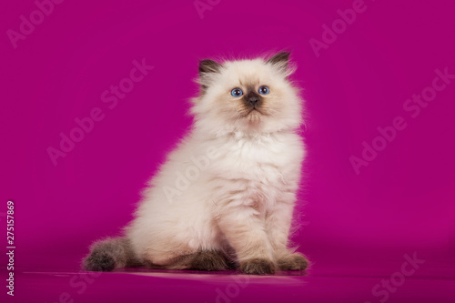 Funny cute kitten sitting on pink background © Жаринов Дмитрий