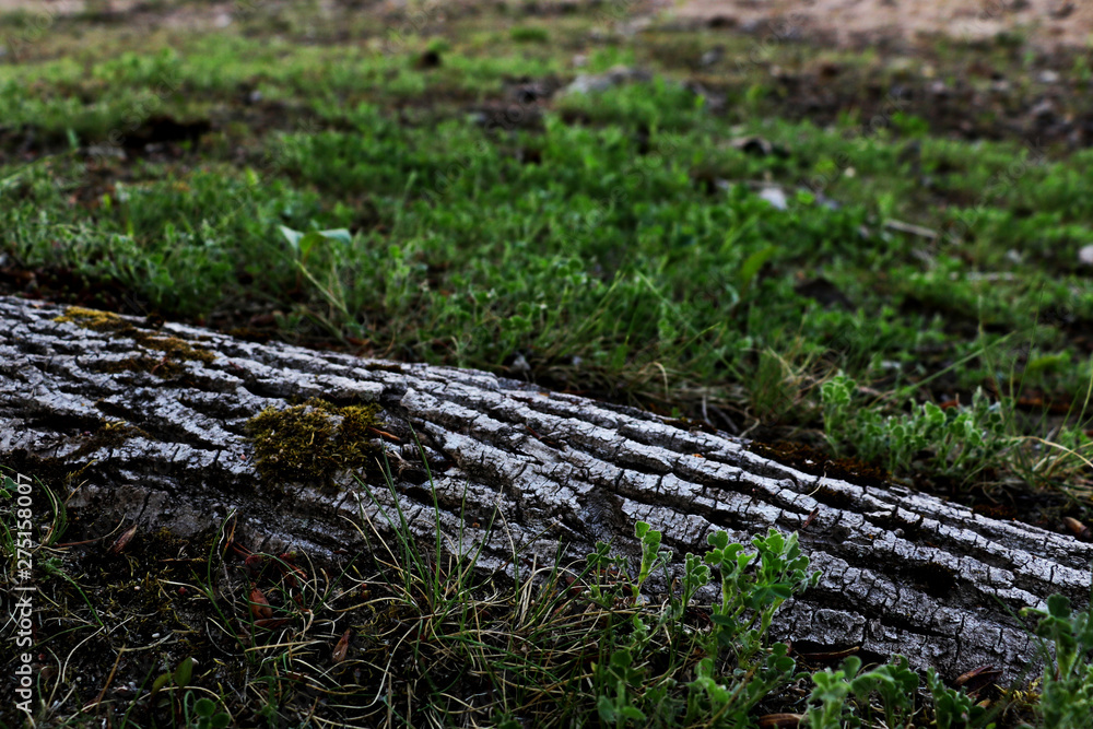 view of the root of the tree, which is visible from the grass view of the root of the tree, which is visible from the grass