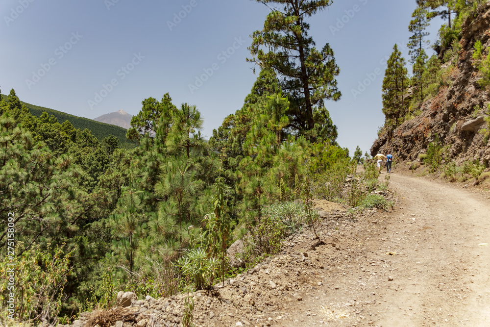 Stony path at upland surrounded by pine trees at sunny day. Clear blue sky and some clouds above the forest. Rocky tracking road in dry mountain area with needle leaf woods. Tenerife Stony path at upland surrounded by pine trees at sunny day. Clear blue sky and some clouds above the forest. Rocky tracking road in dry mountain area with needle leaf woods. Tenerife