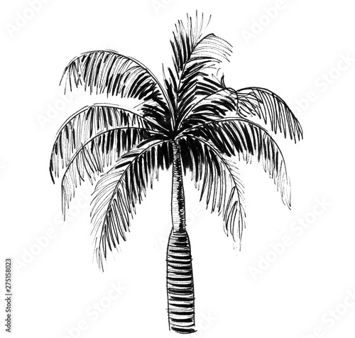 Palm tree. Ink black and white drawing