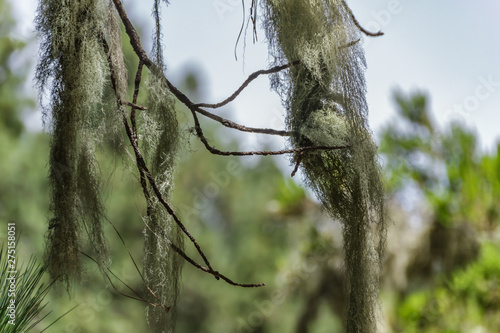 Long hair of Usnea barbata lichen hanging from old dry branches of canarian pine tree. Close up, Blurred background. Selective focus. Old pine forest. Tenerife, Canary Islands photo
