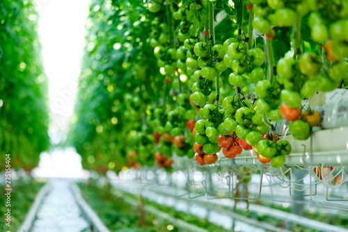 Fresh ripe red tomatoes grown in a greenhouse