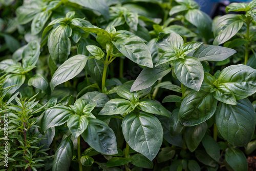 Close up of fresh green basil or ocimum basilicum leaves in direct sunlight  in a summer garden  soft focus