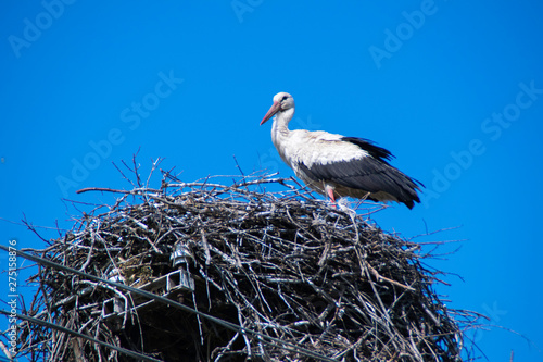European White Stork in nest on blue sky background