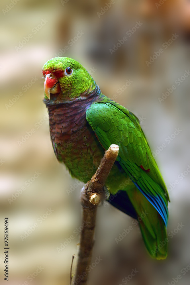 The vinaceous-breasted amazon (Amazona vinacea) sitting on the branch. The vinaceous-breasted amazon (Amazona vinacea) sitting on the branch.