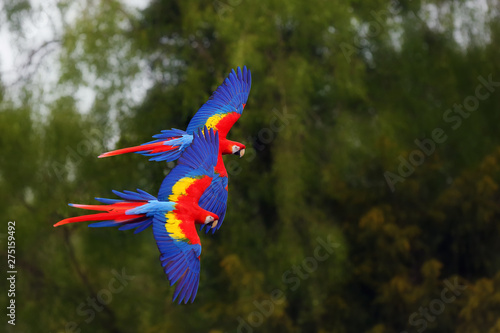 The scarlet macaw  Ara macao  flying through forest with green background. Dvojice velk  ch papou  k   p  i letu. Macaw pair flying high in the greenery of trees.