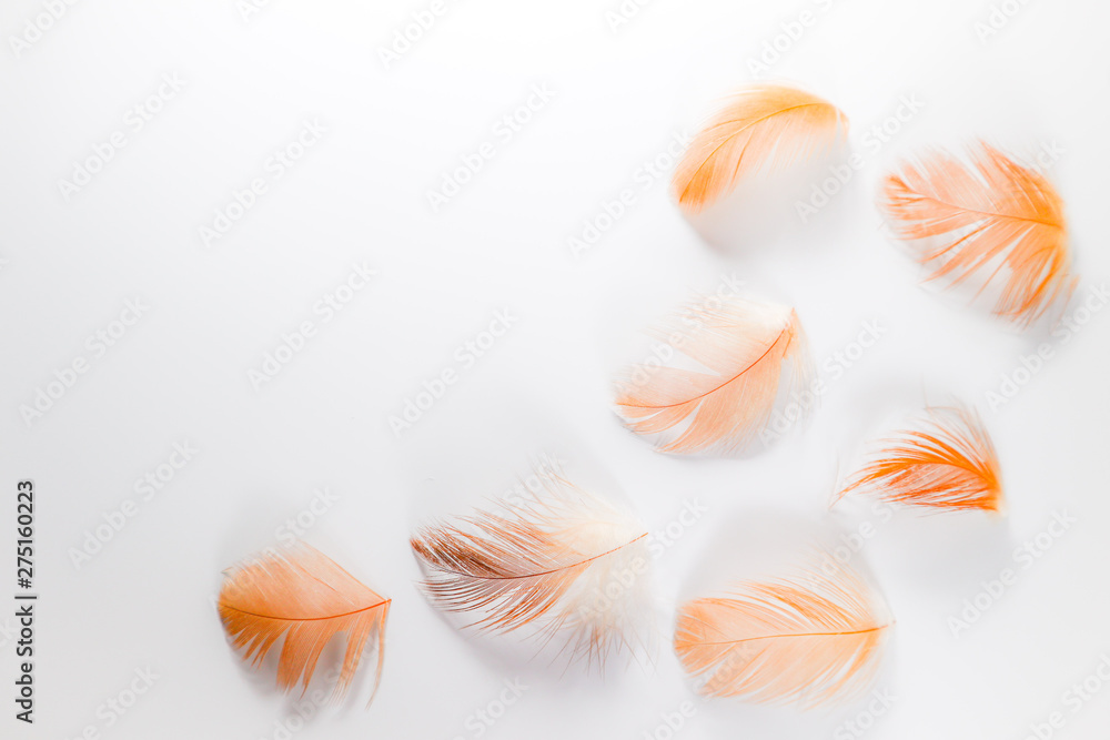 Beautiful abstract close up color white brown and orange feathers on white isolated background and wallpaper Beautiful abstract close up color white brown and orange feathers on white isolated background and wallpaper