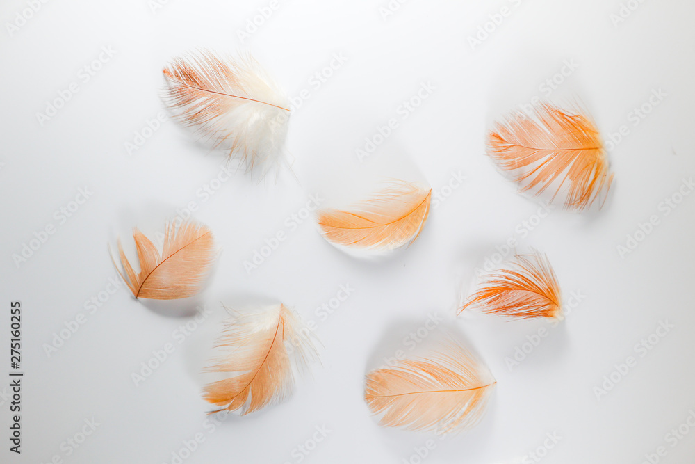 Beautiful abstract close up color white brown and orange feathers on white isolated background and wallpaper Beautiful abstract close up color white brown and orange feathers on white isolated background and wallpaper