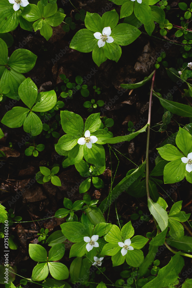 Flowers and Leaves on a Wet Forest Floor Flowers and Leaves on a Wet Forest Floor