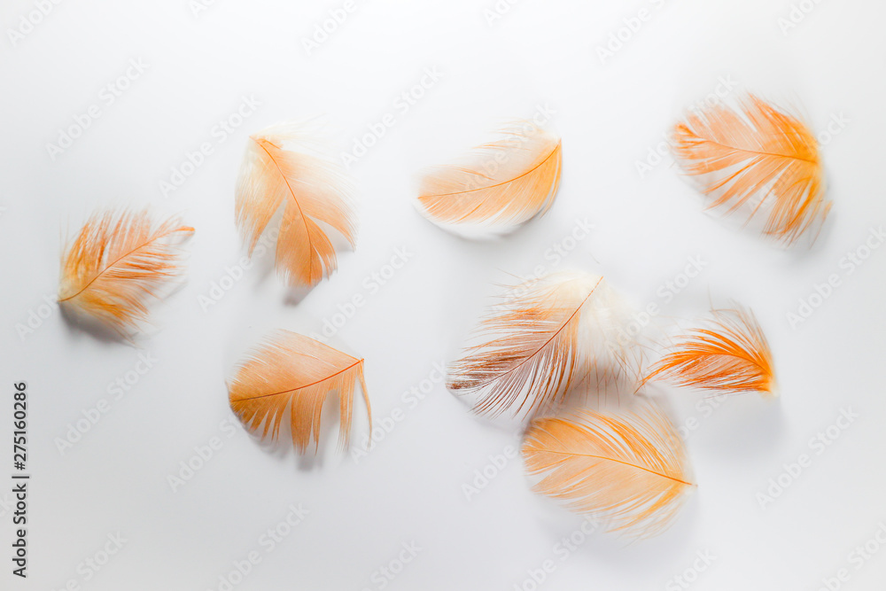 Beautiful abstract close up color white brown and orange feathers on white isolated background and wallpaper Beautiful abstract close up color white brown and orange feathers on white isolated background and wallpaper