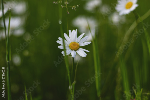 A Daisy in Long Grass
