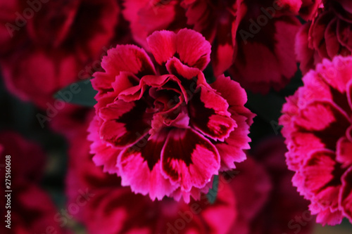 Beautiful red carnation flower