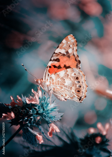 Magiczne tło z malowanej pani motyl. Zamknij się zdjęcie motyla na kwiat ogrodowy.