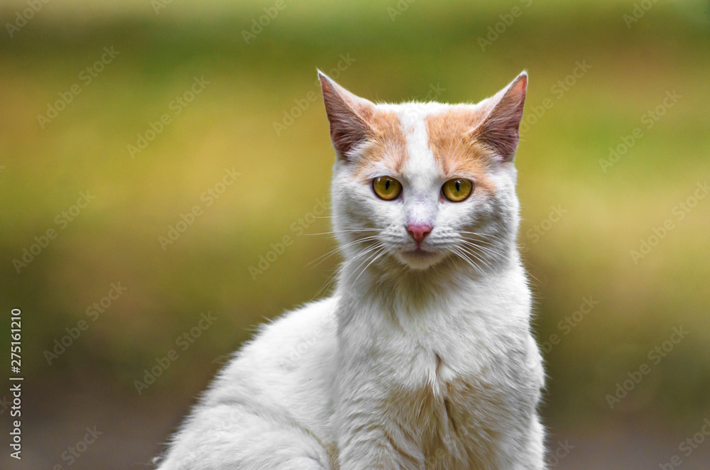 Portrait of a cat on a yellow background