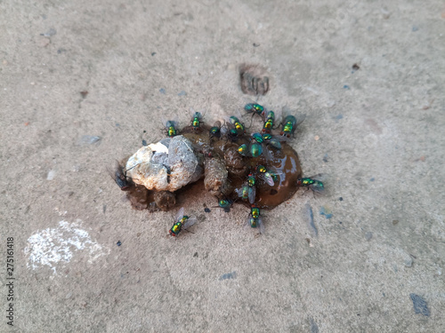 Green meat flies on chicken excrement photo