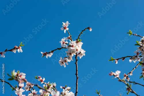 Almond tree pink blossoms in blue spring sky background.