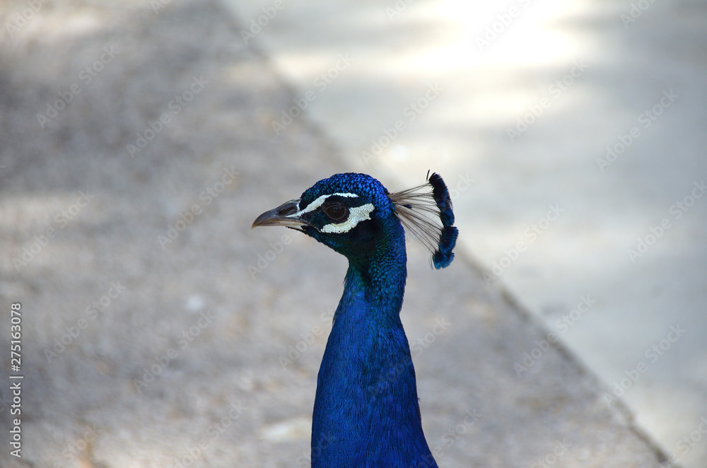 Blue Peacock Head Looking Interested Blue Peacock Head Looking Interested