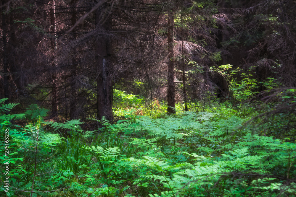 Dark fir forest. Dark mossy forest trees background. Mossy forest trees view. Dark fir forest. Dark mossy forest trees background. Mossy forest trees view.