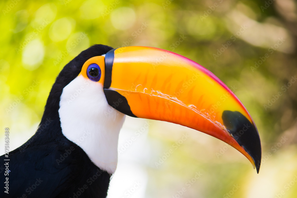 Naklejka premium colorful toucan 2