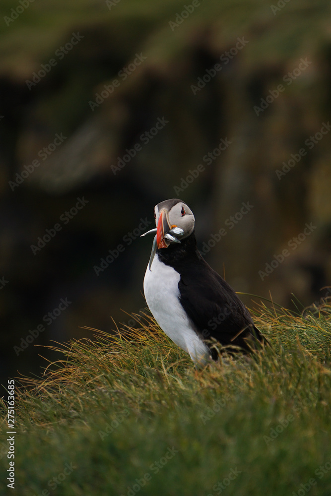 The iconic puffin with a mouthful of sand eels in South Iceland The iconic puffin with a mouthful of sand eels in South Iceland