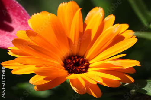 Flower with leaves Calendula