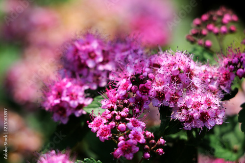Pink flowers of Spiraea Japonica photo