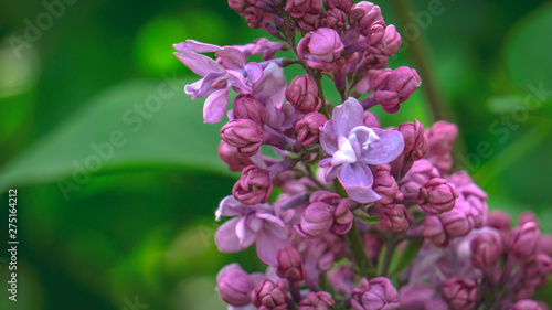 Pink inflorescence. bloom, flowering, blossom, blossoming, flower 