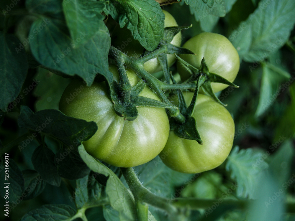 ripening tomatoes on the branch