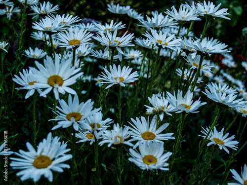 daisies meadow in the garden