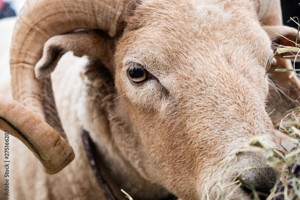 Goat face with horns. Goat face with horns.
