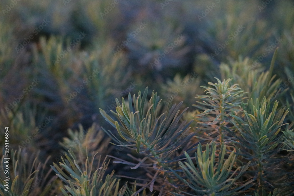Abstract closeup photo of pinyon pine needle clusters Abstract closeup photo of pinyon pine needle clusters