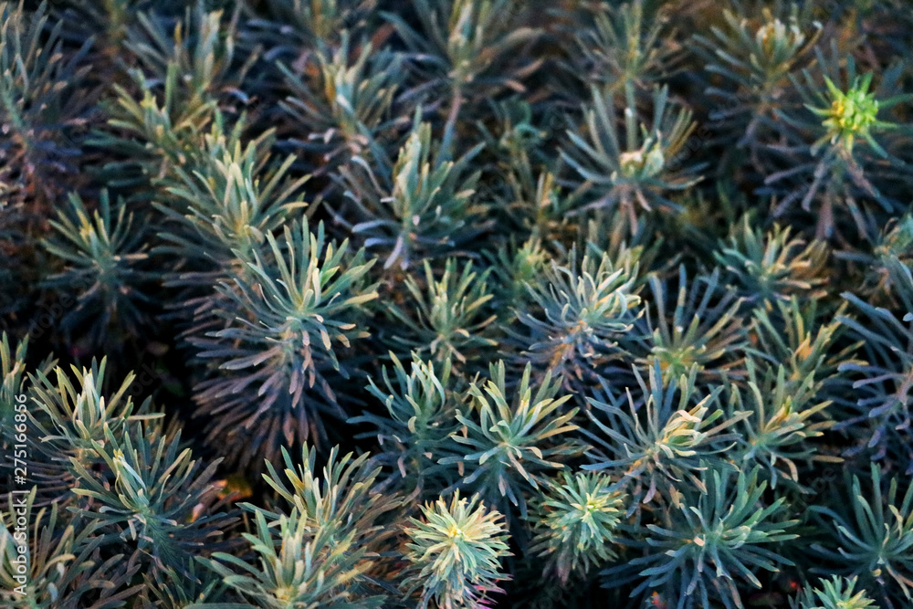 young green pine trees, spring, summer, background young green pine trees, spring, summer, background