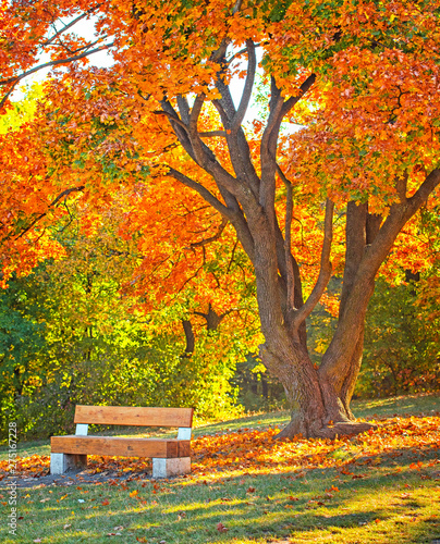 Bench in autumn
