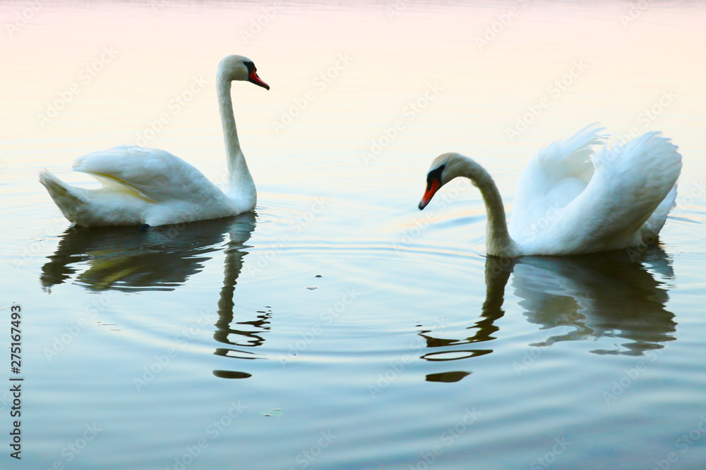 Two kissing swans on blue water. Birds represent heart as a wedding and love symbol Two kissing swans on blue water. Birds represent heart as a wedding and love symbol
