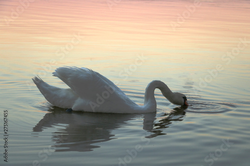 Elegant and beautiful white mute swan with orange beak