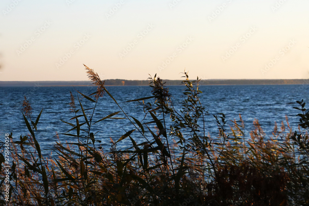 Coastal vegetation on the background of the lake in autumn.