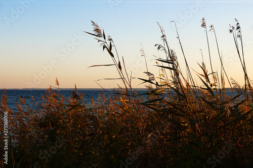 Summer field full of grass and sunset sky above. Beautiful sunset landscape