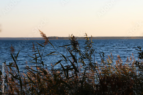 Coastal vegetation on the background of the lake in autumn.