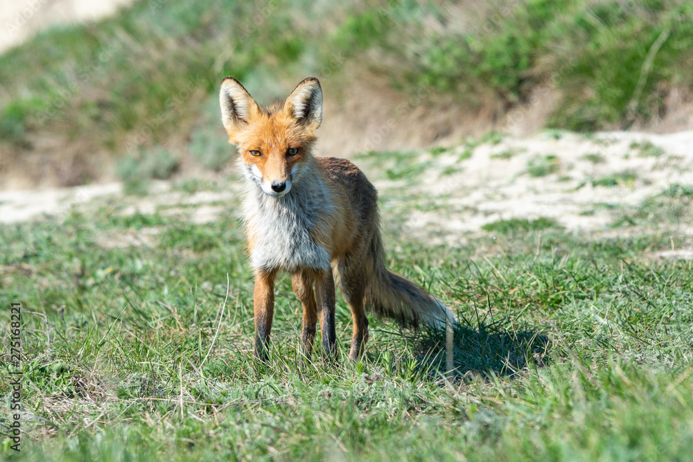 Stripped and hungry fox in the meadow
