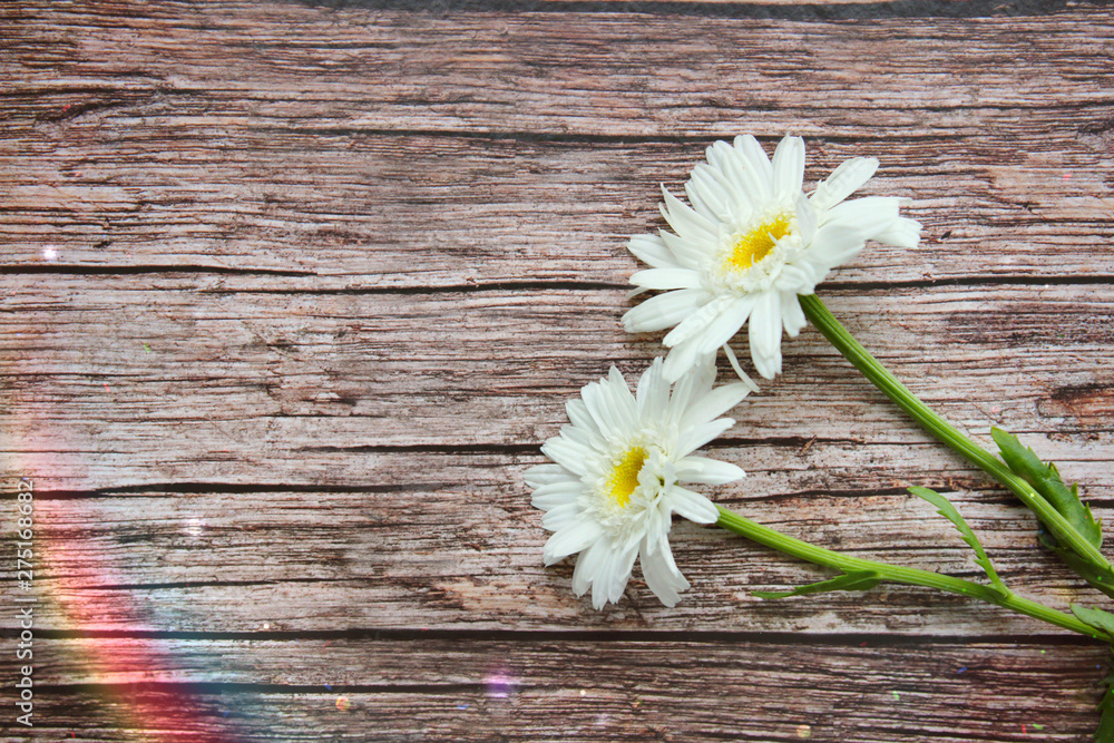 Obraz premium Daisies on a wooden background. copy space.