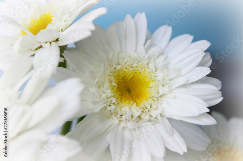 Bouquet of white field daisies on a blue blurred background. Flowers with white petals and yellow pistols close-up photographed with soft focus. Summer composition. Copy space.